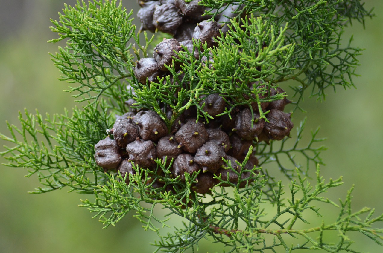 book  plant  nature free photo