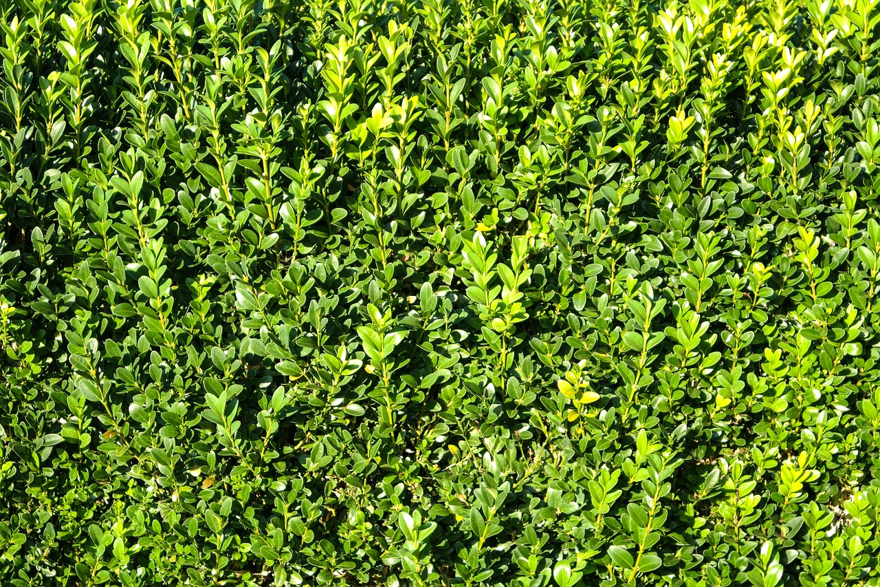 book hedge plant free photo