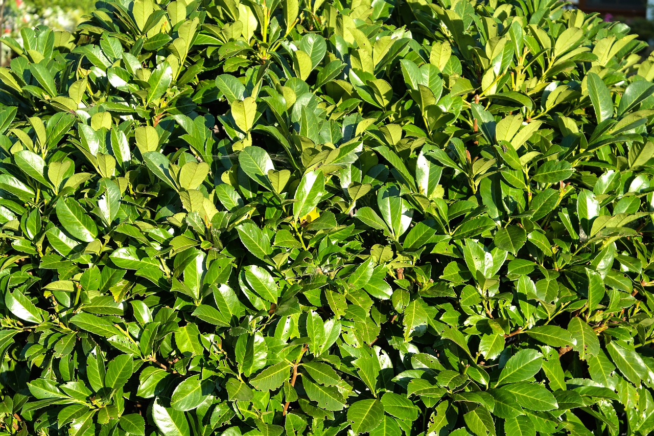 book hedge plant free photo