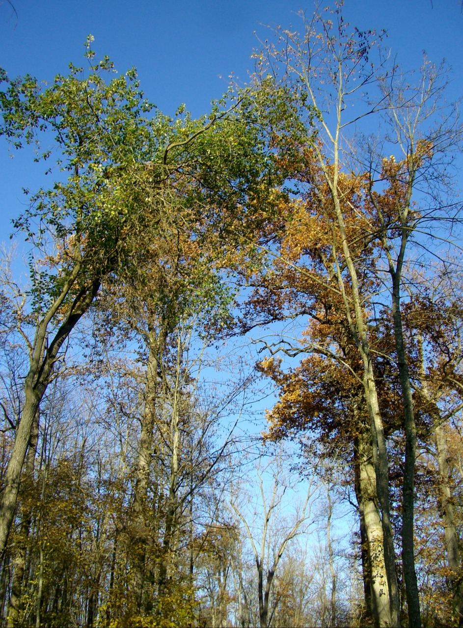 book trees nature free photo