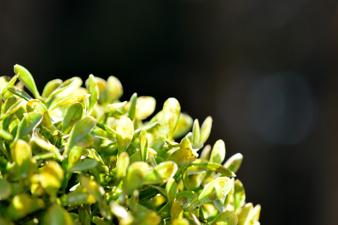 book green plant free photo