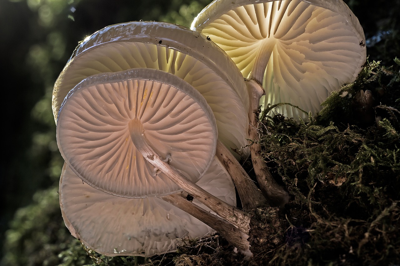book mucus oyster mushroom mushroom wood fungus free photo