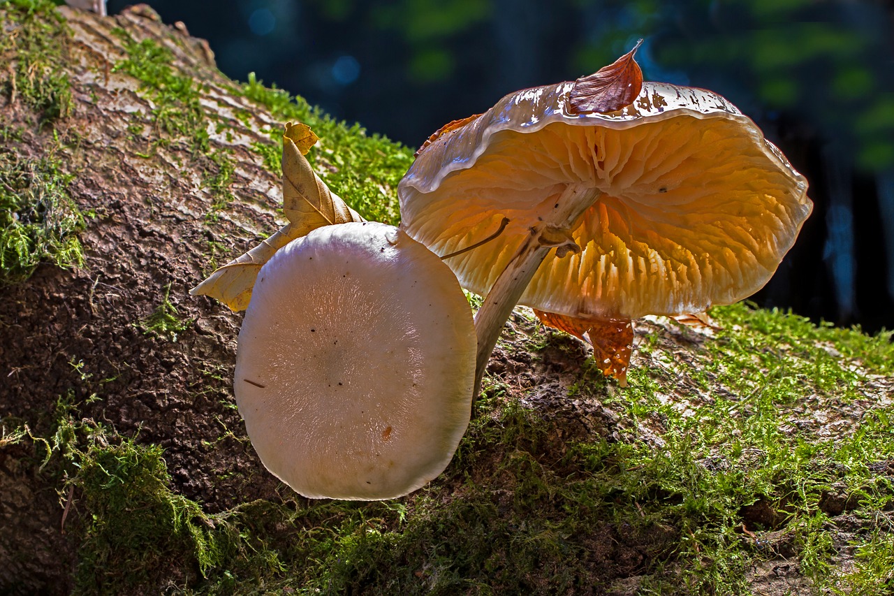 book mucus oyster mushroom  mushroom  mushrooms free photo