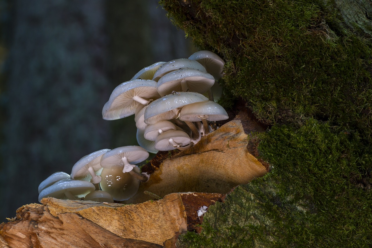 book schleiml oyster mushroom mushroom wood fungus free photo