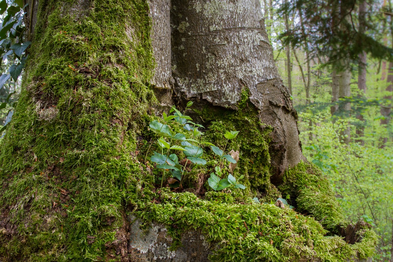 book seedling seedling tree trunk free photo