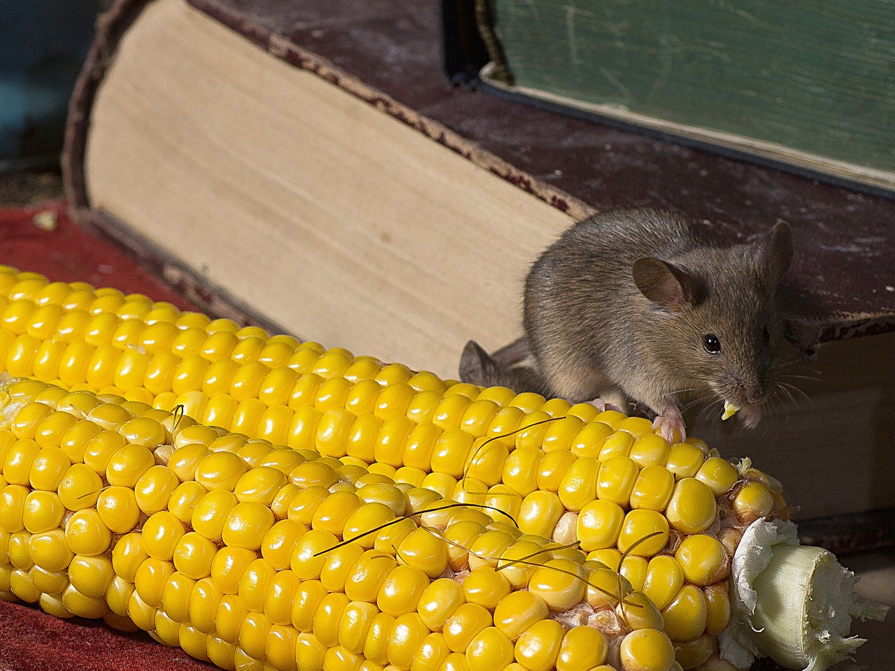 books corn mice free photo