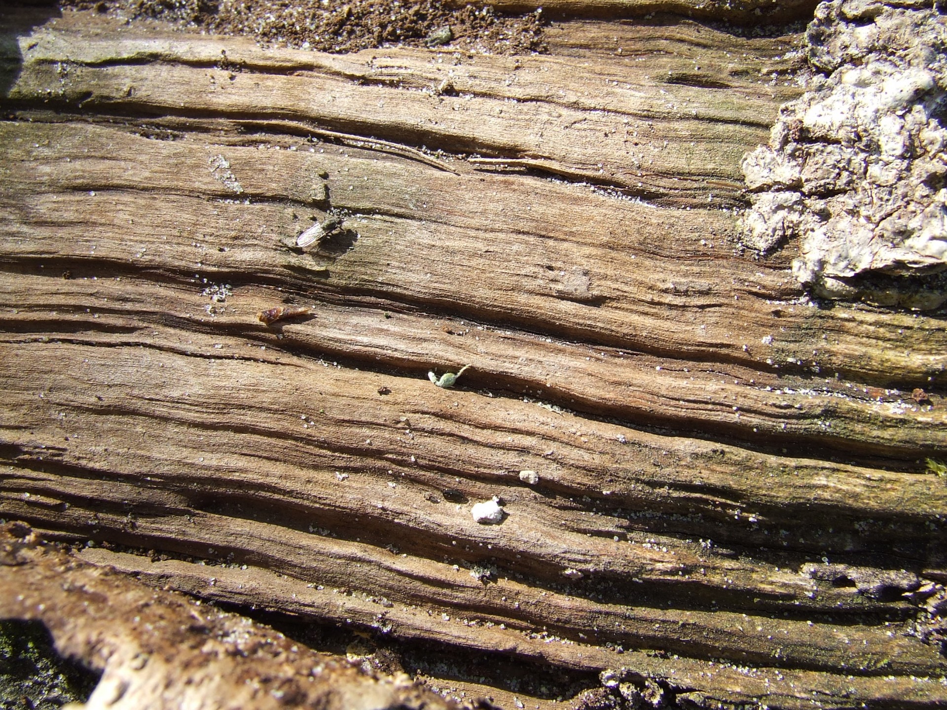 tree brown wood texture tree without bark free photo