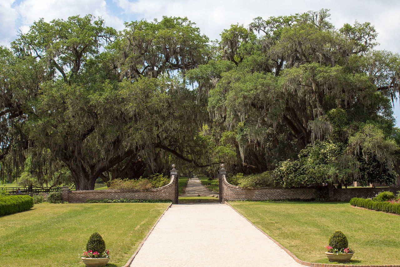 boone plantation lane oak trees free photo