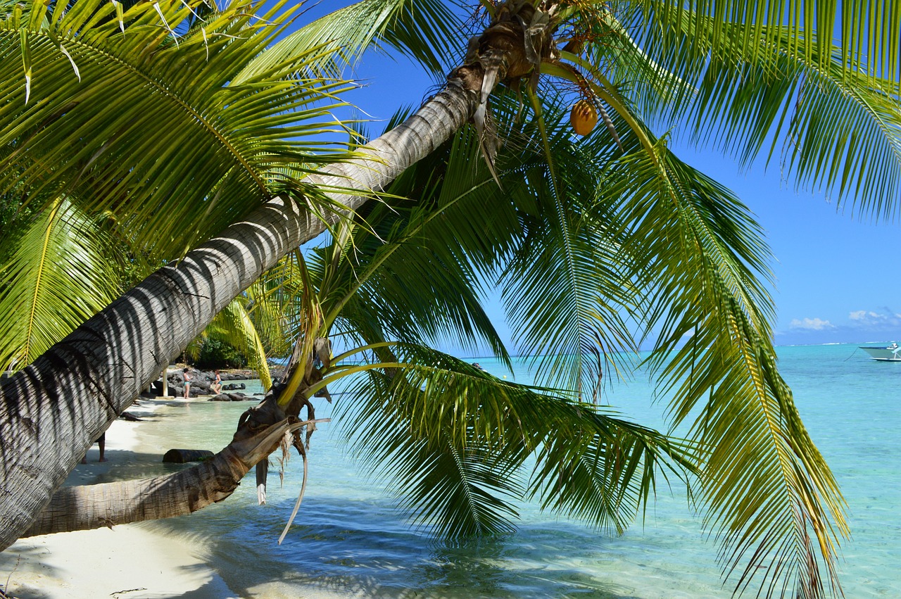 bora bora beach paradise free photo