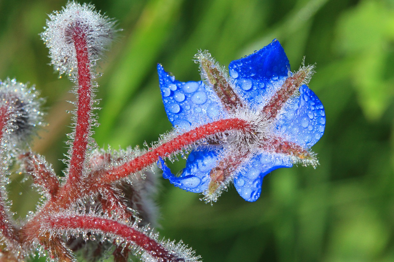 borage flowers field free photo