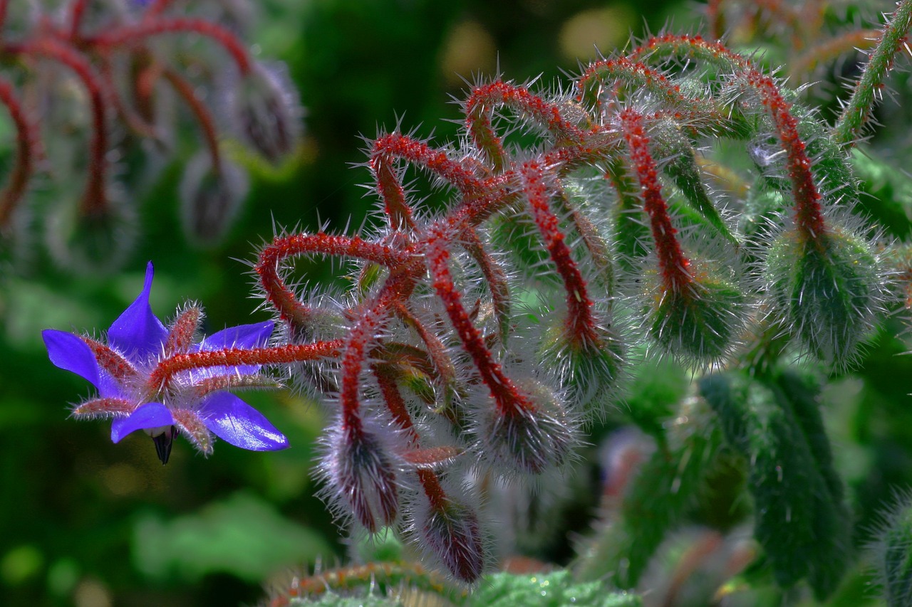 borage flower nature free photo