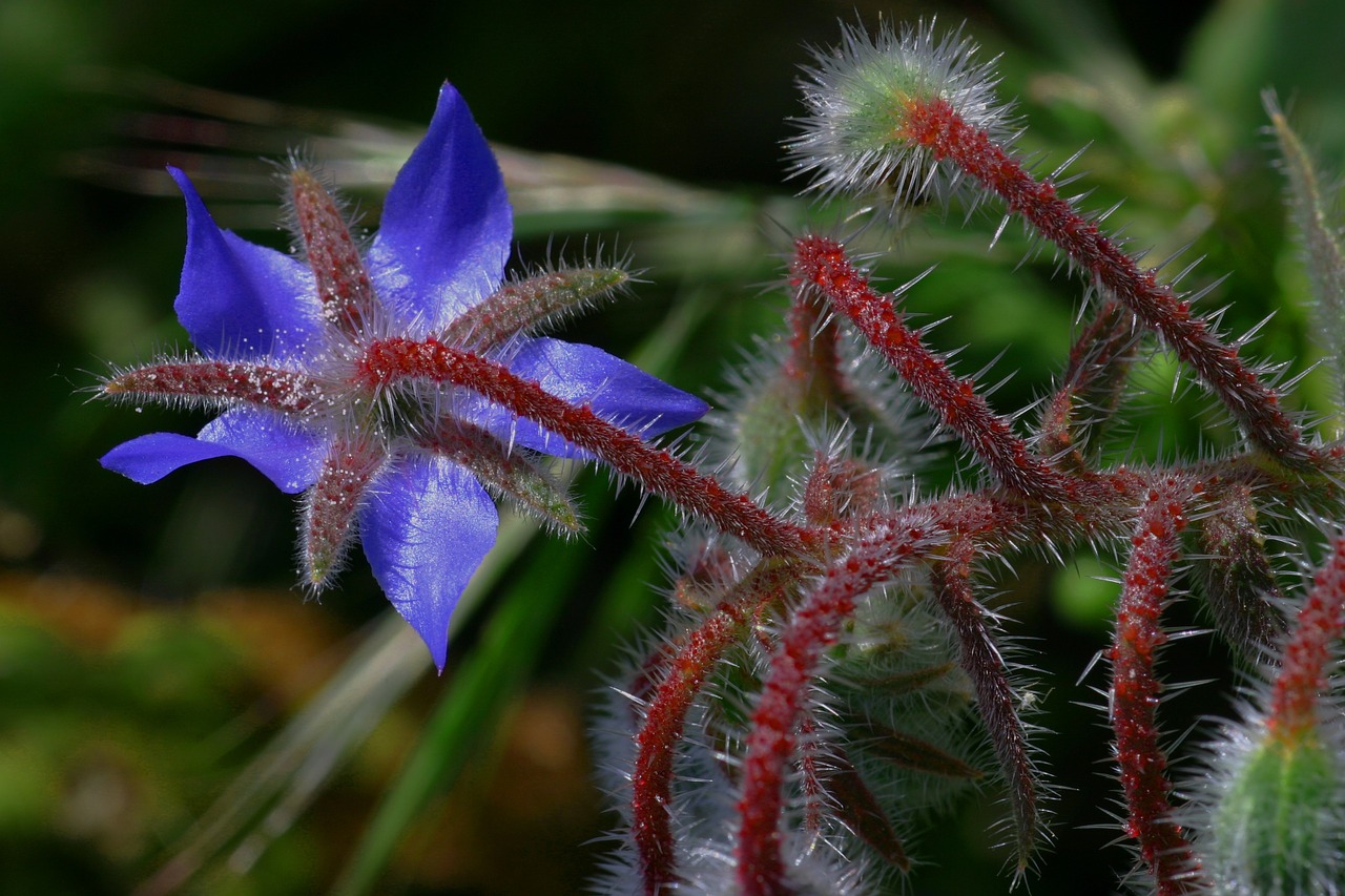 borage flower nature free photo