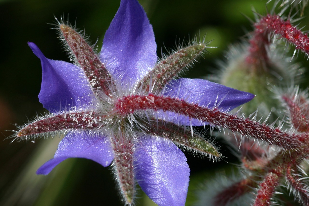 borage flower field free photo