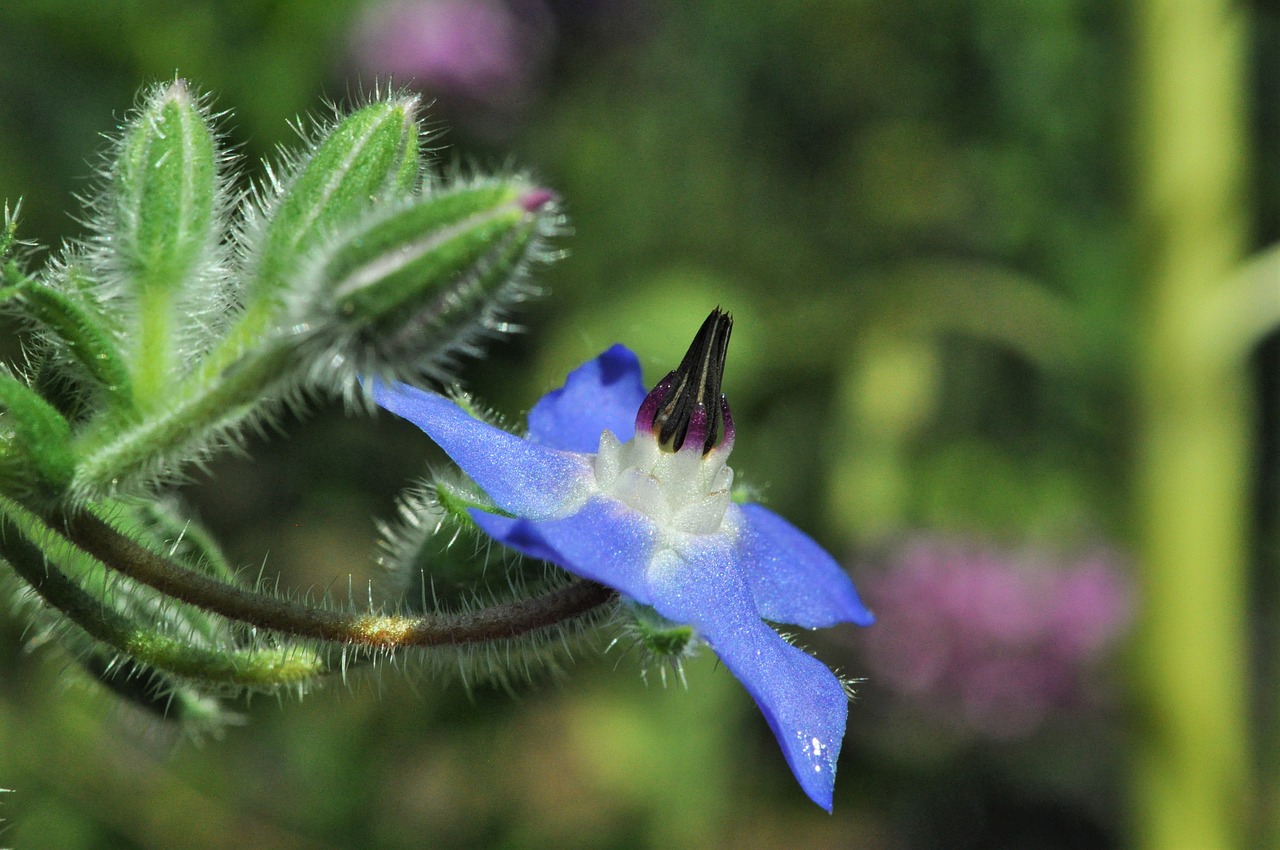 borage flower blue flower free photo