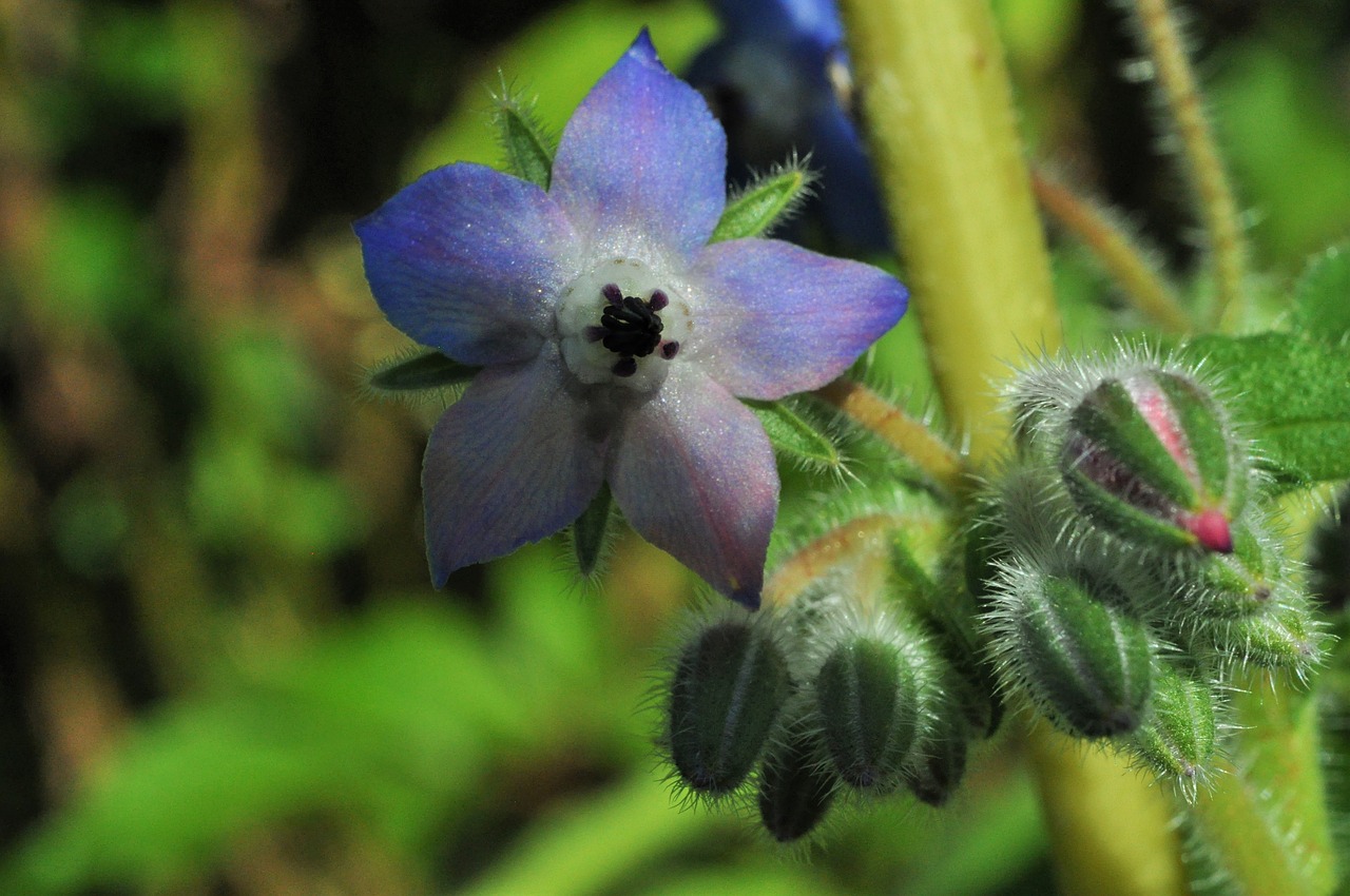 borage flower blue flower free photo