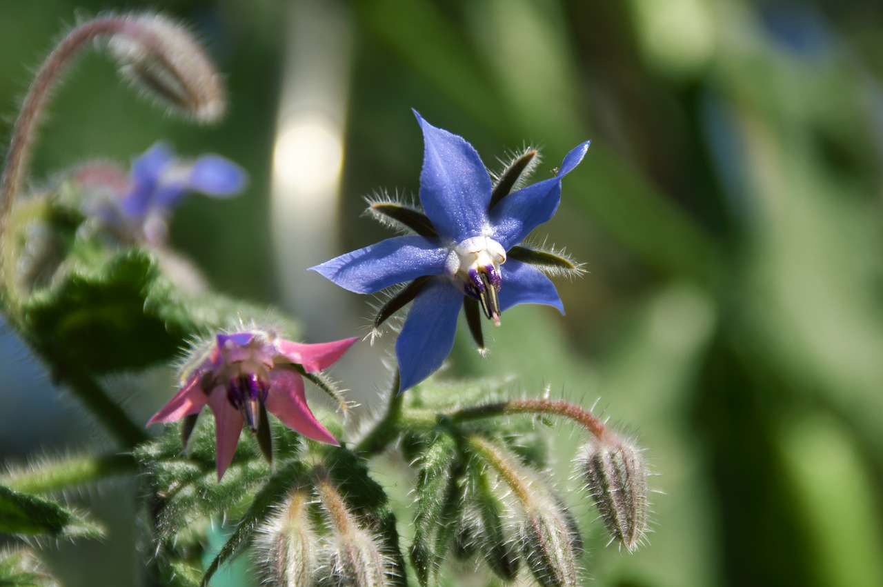 borage garden spring free photo