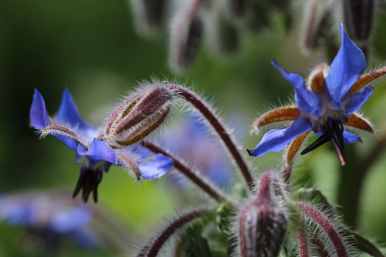 borage wild flower garden free photo