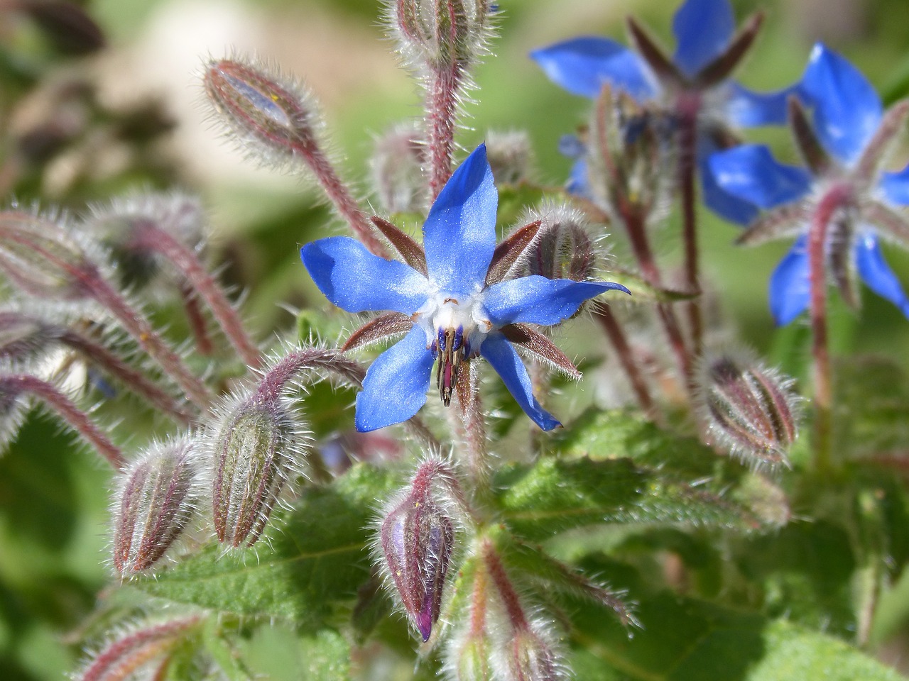 borage wild flower nature free photo