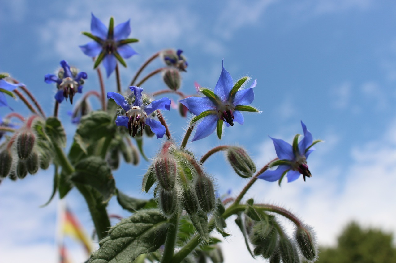 borage  blue  blossom free photo