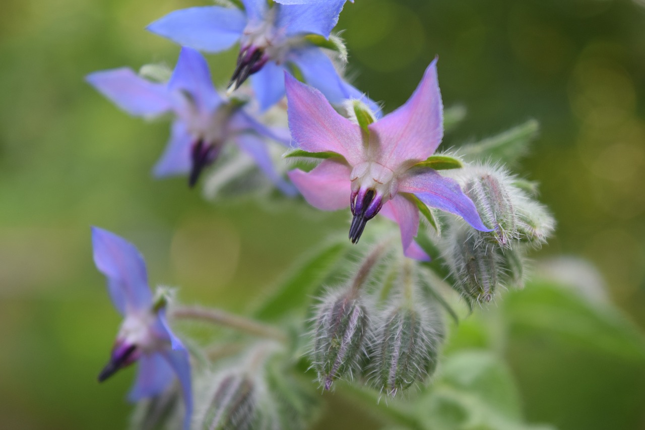 borage  flowers  borretschblüte free photo