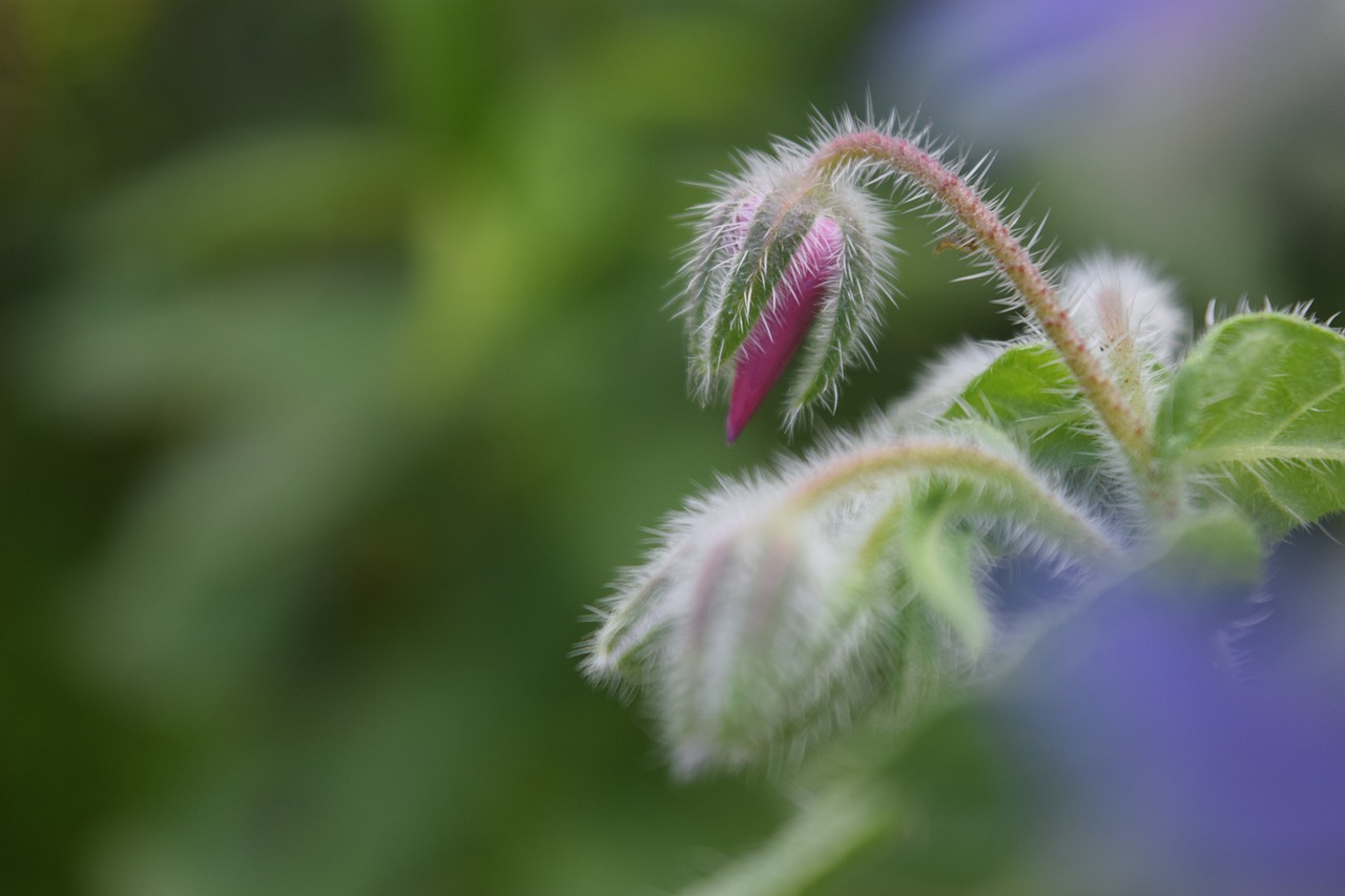 borage  bud  borretschblüte free photo