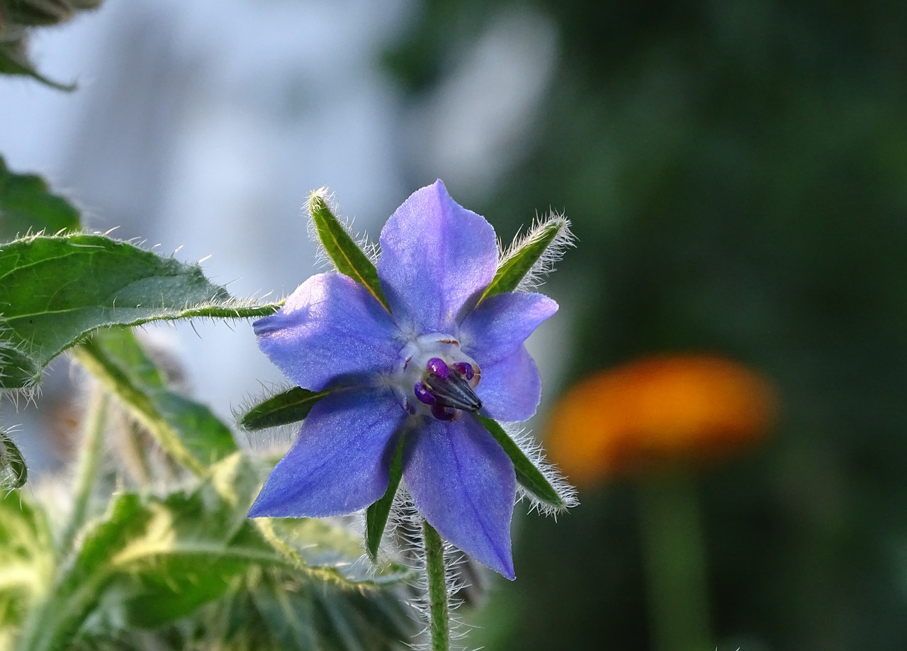 borage  cucumber herb  borretschblüte free photo