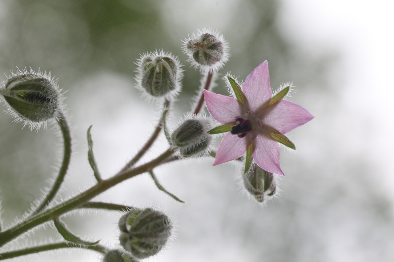 borage  plant  herb free photo