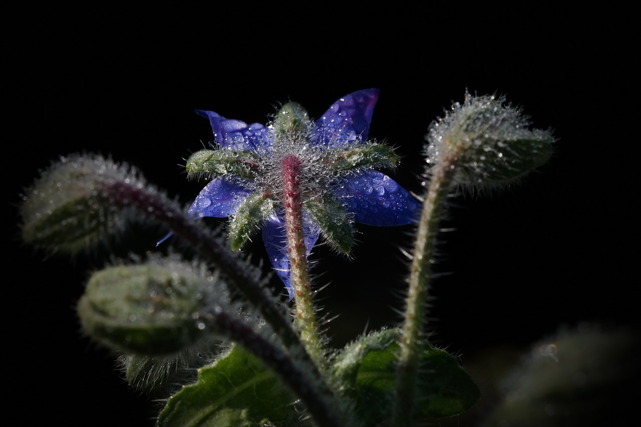 borage  borago officinalis  drop of water free photo