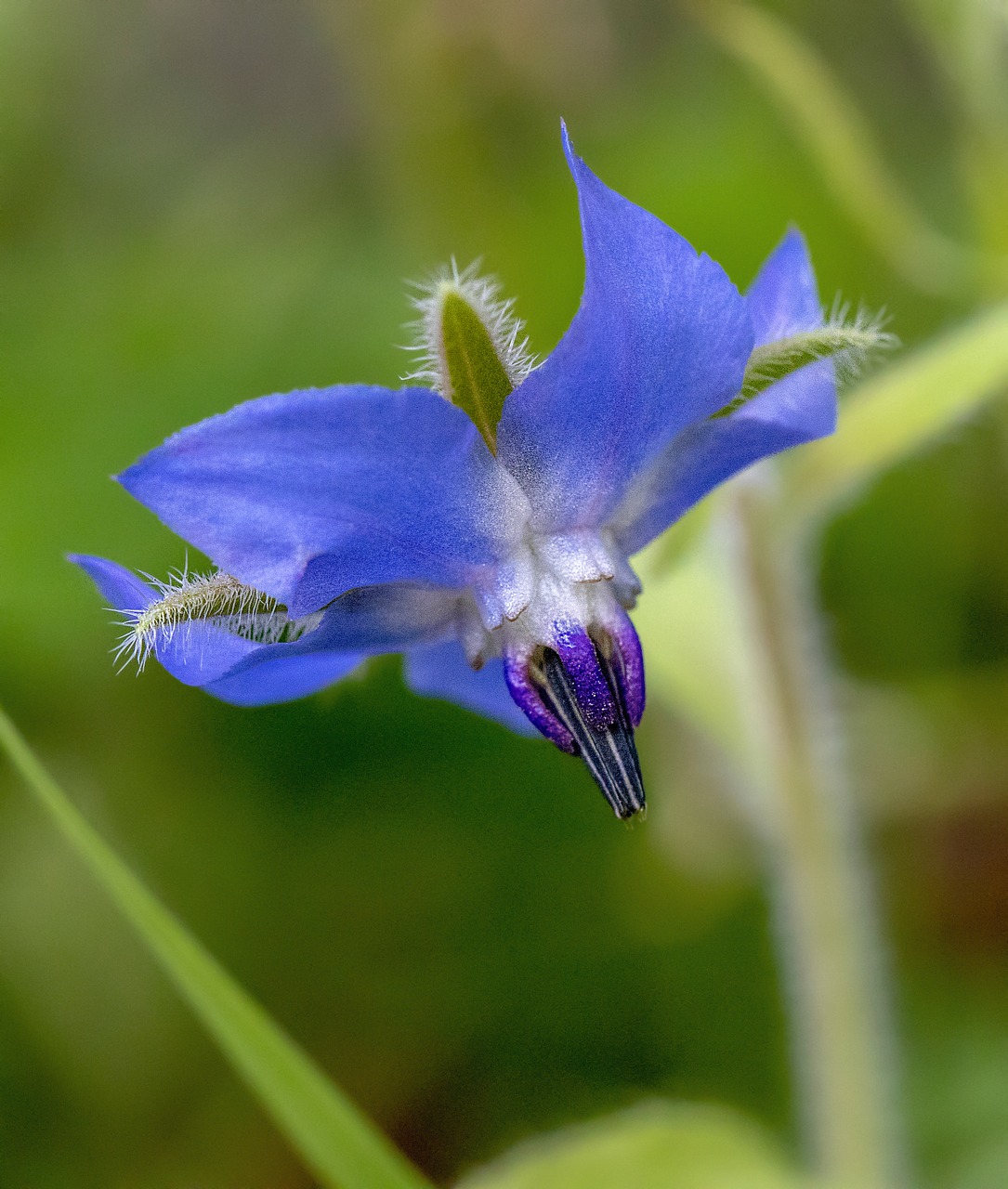 borage  wildflower  botany free photo