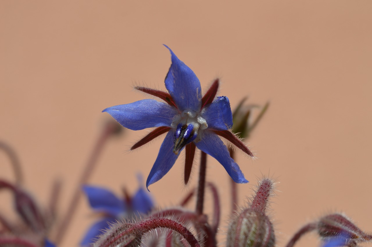 borage  flower  violet free photo