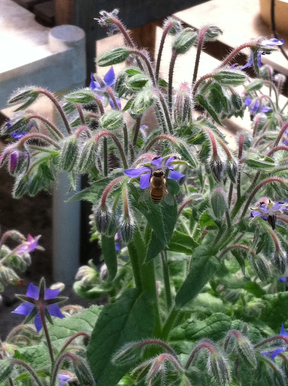 borago flower blossom free photo