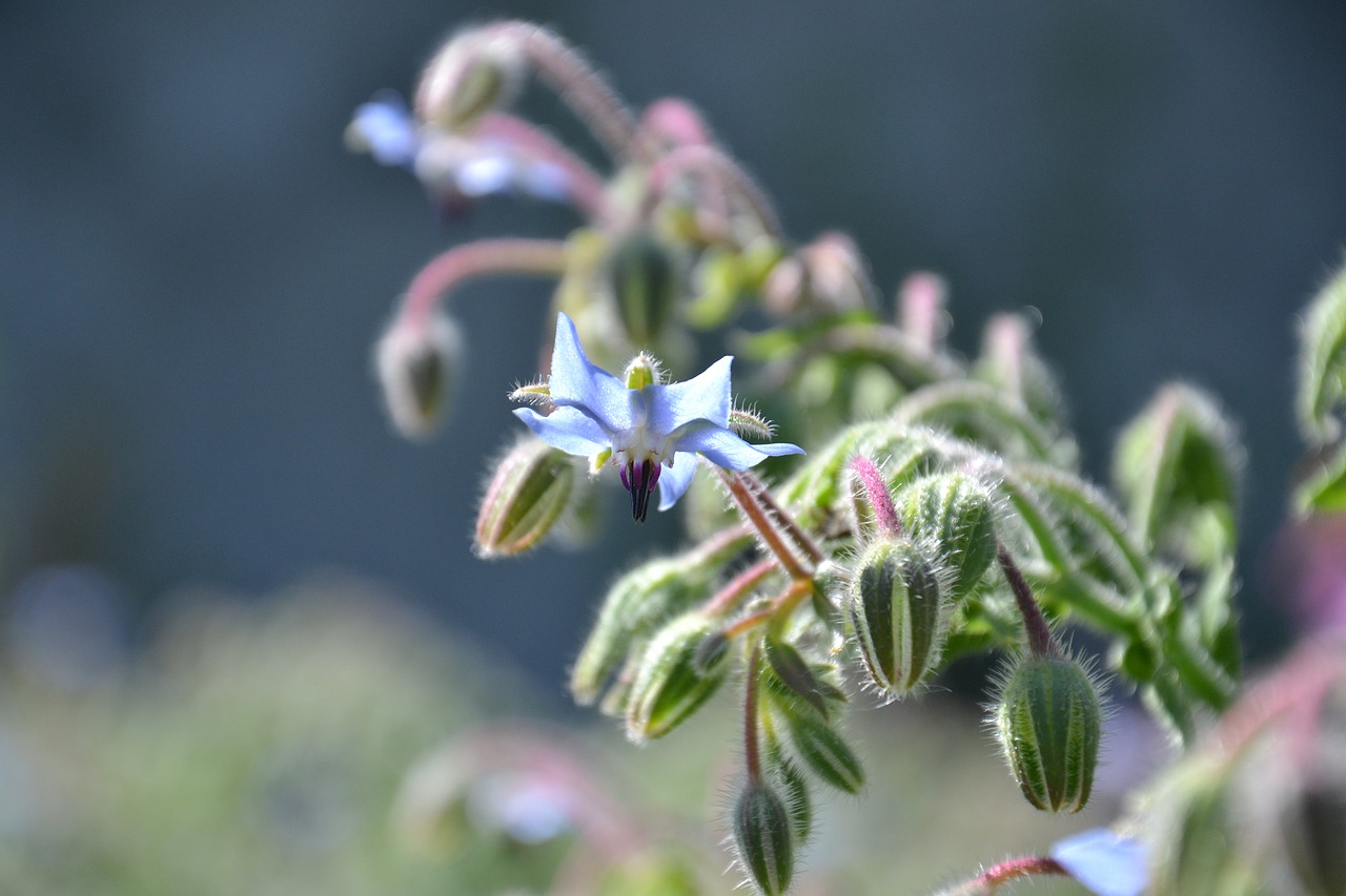 borago officinalis borage plant free photo