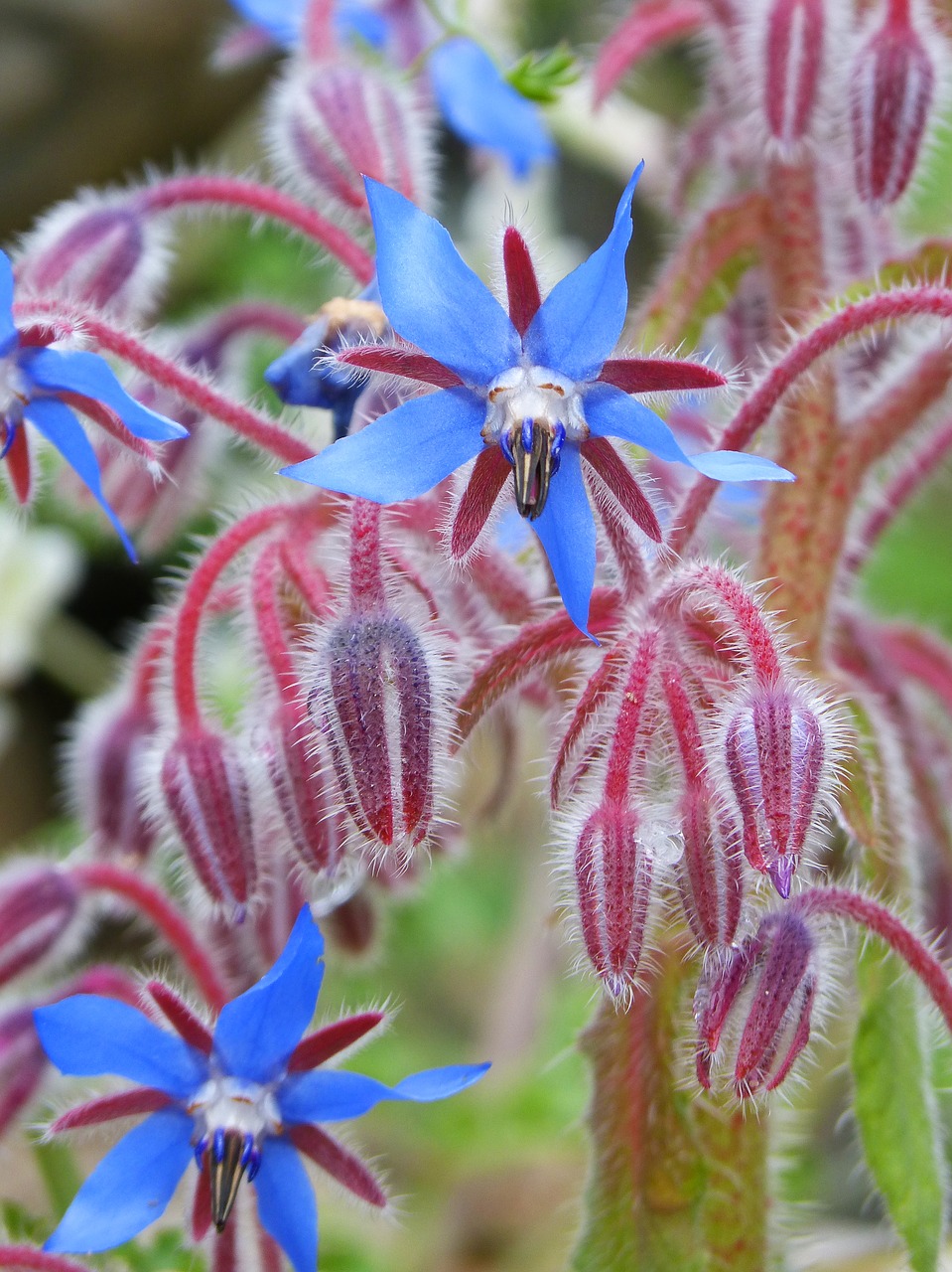 borago officinalis borage wild flower free photo