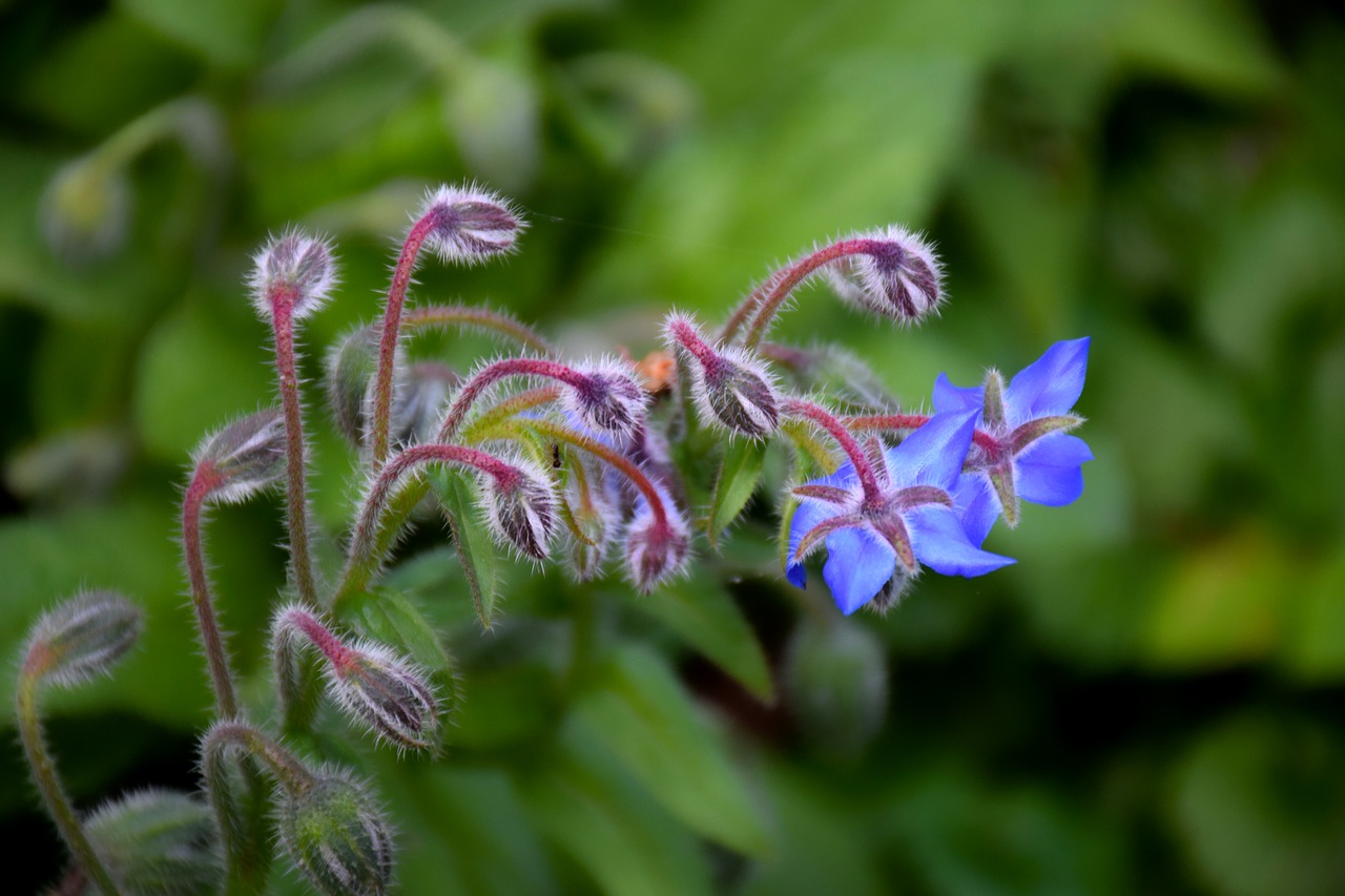 borago officinalis flower blue free photo