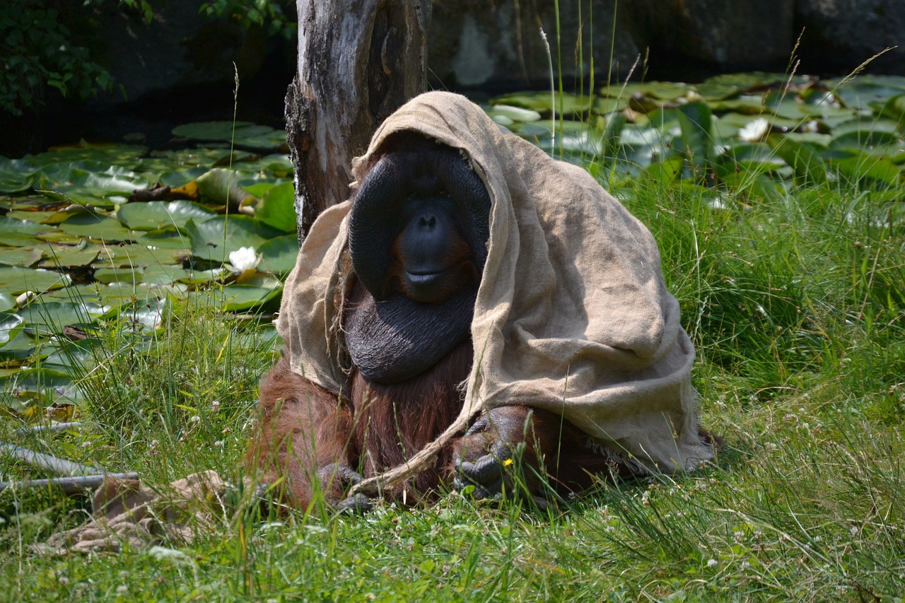 boras zoo orangutan free photo