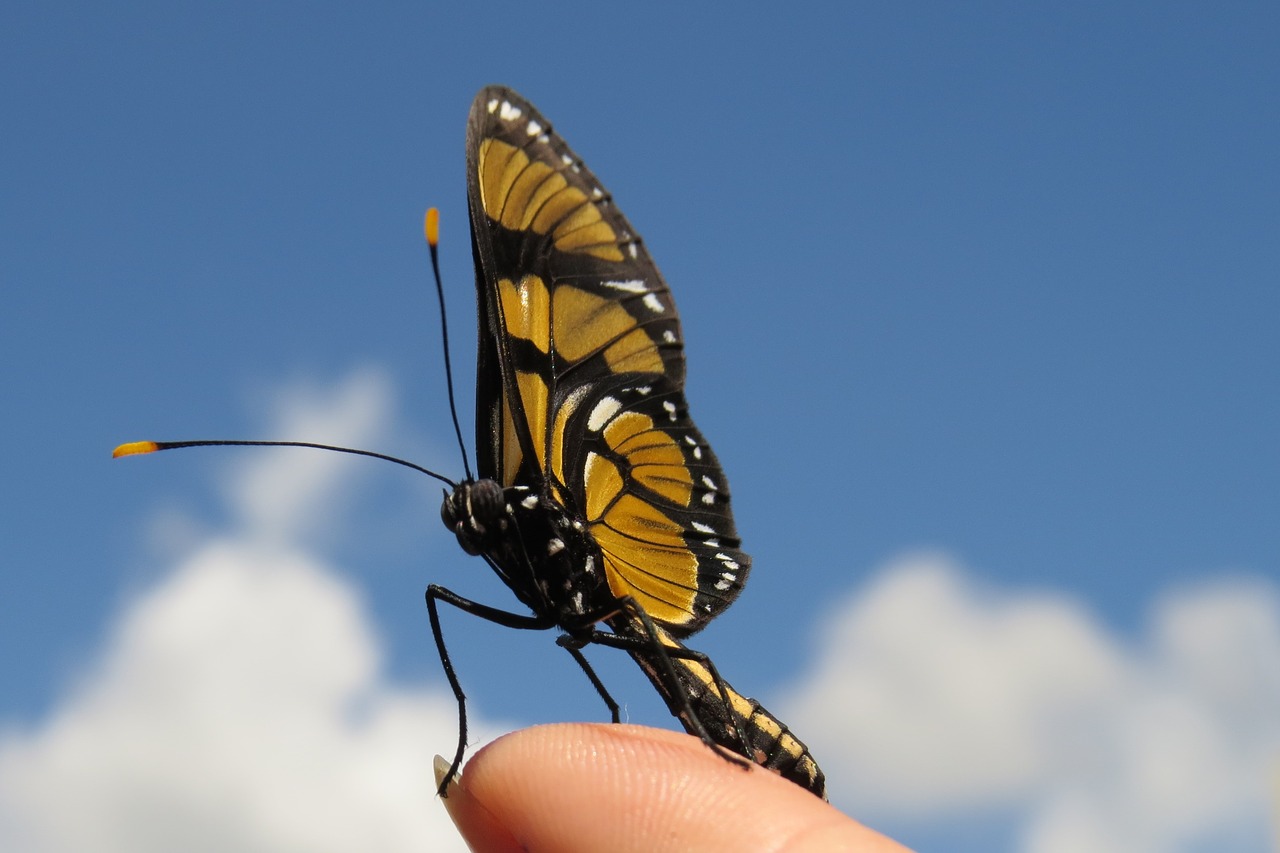 borboleta do manacá butterfly sky free photo