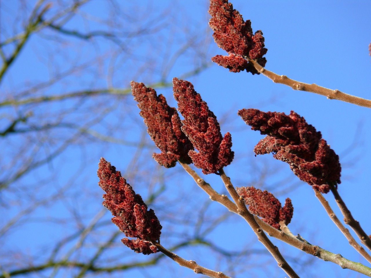 bordeau nature tree free photo