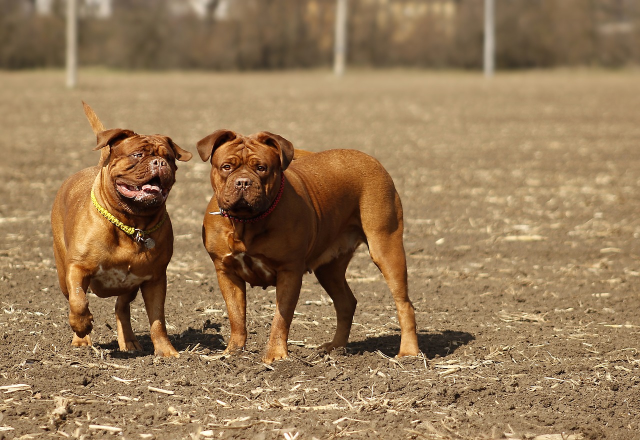 bordeaux mastiff dog free photo