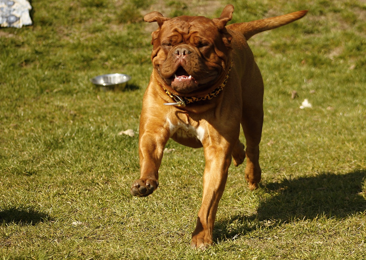 bordeaux mastiff dog free photo