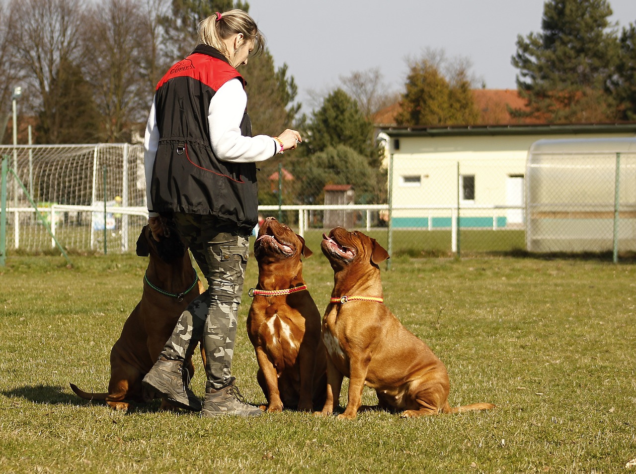 bordeaux mastiff dog free photo