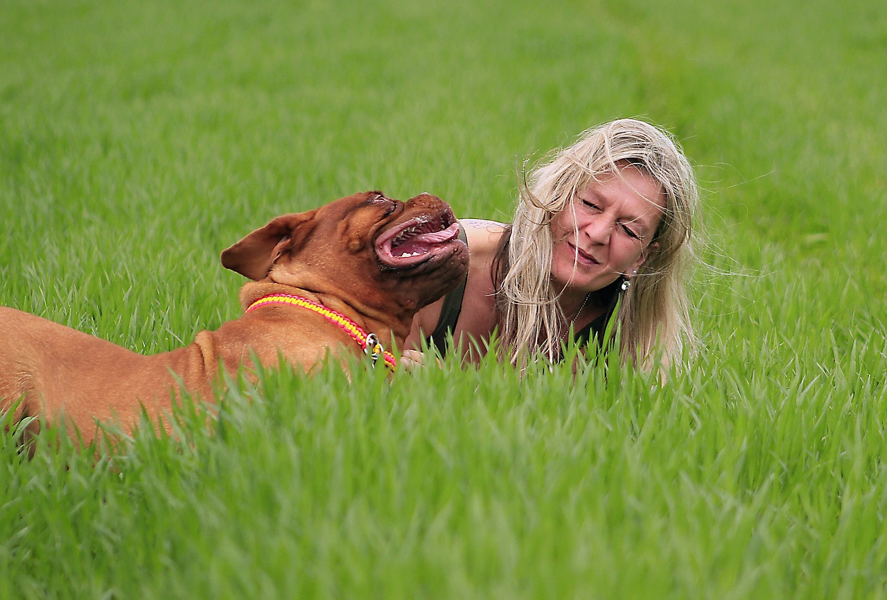 bordeaux dog dogue free photo