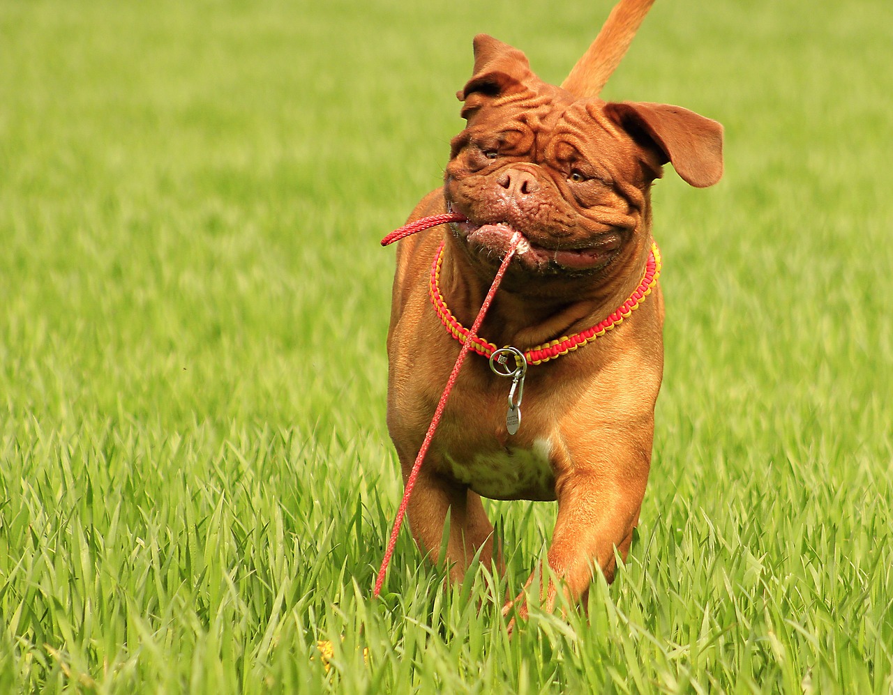 bordeaux dog dogue free photo