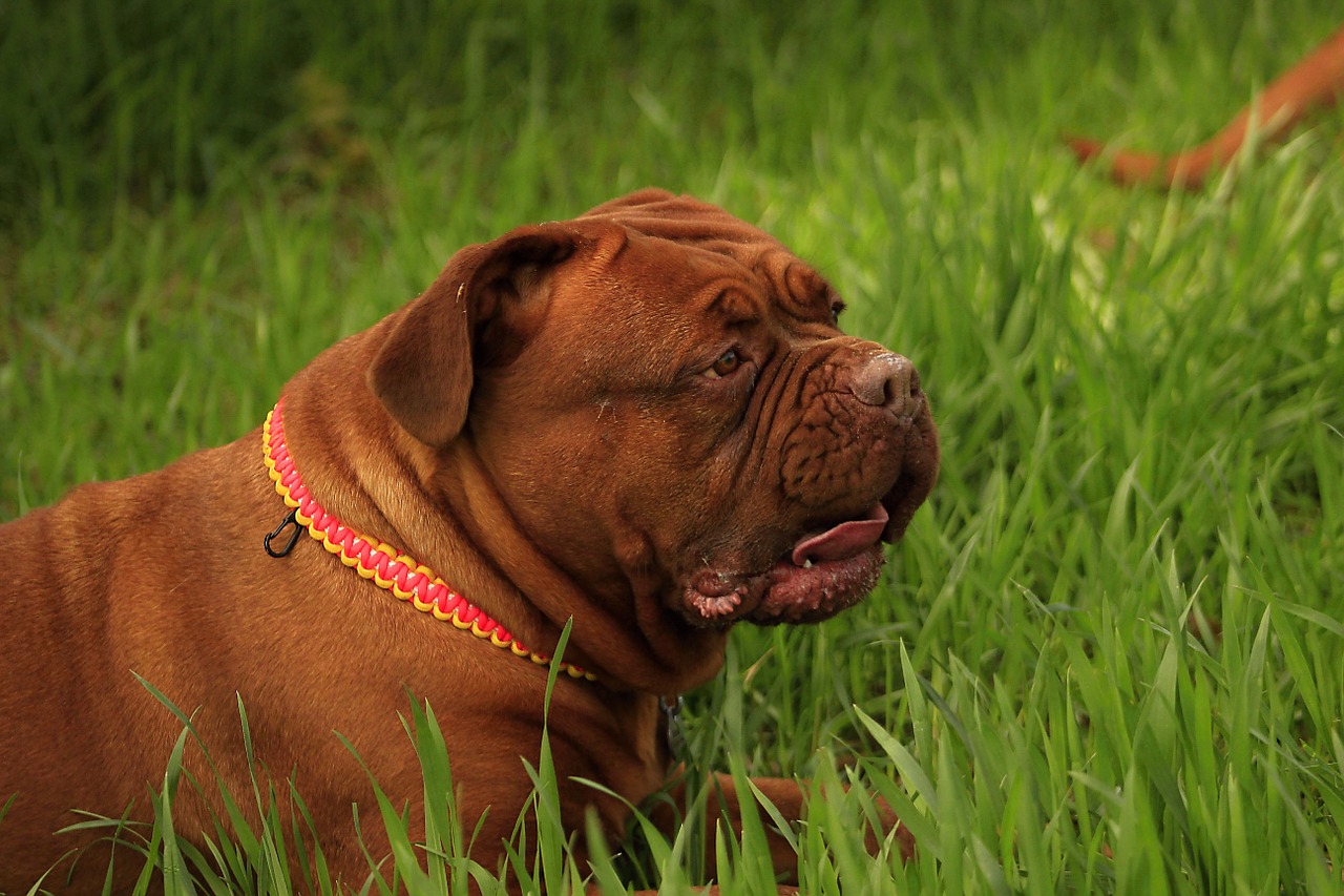 bordeaux dog dogue free photo