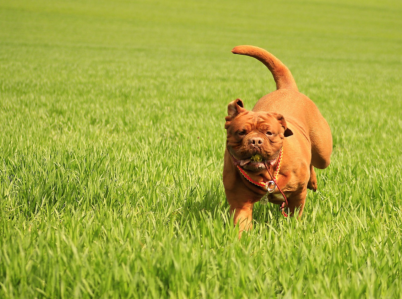 bordeaux dog dogue free photo