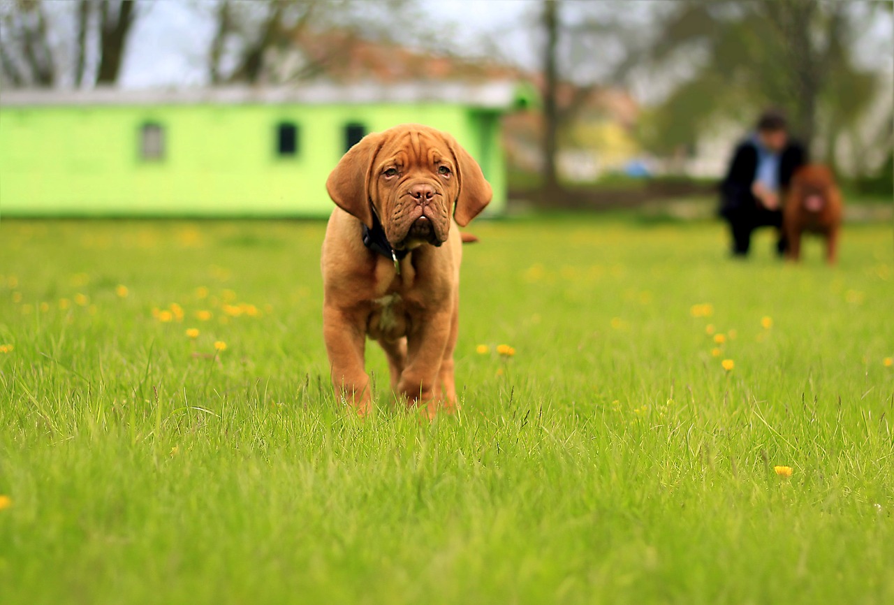 bordeaux dog dogue free photo