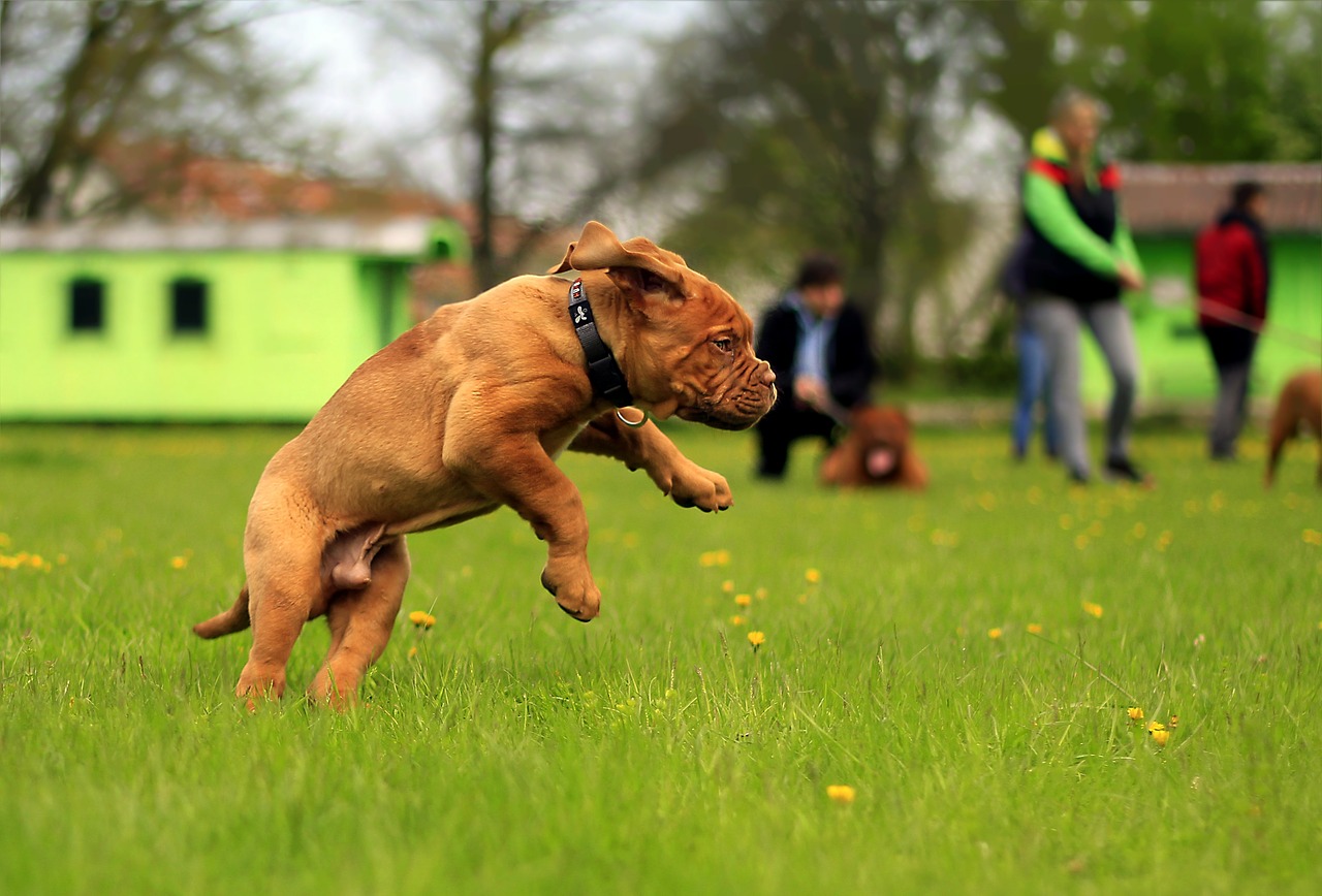 bordeaux dog dogue free photo