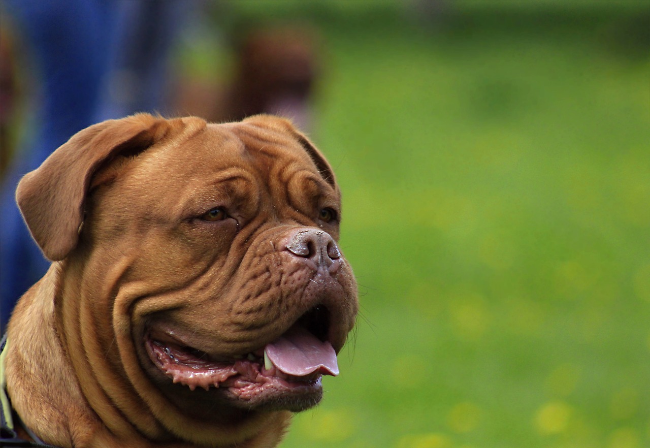 bordeaux dog dogue free photo