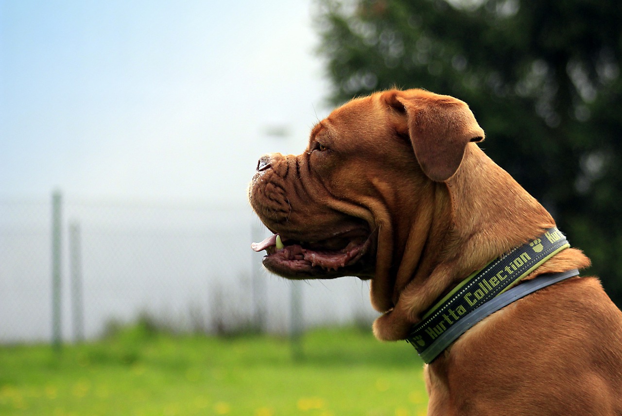 bordeaux dog dogue free photo