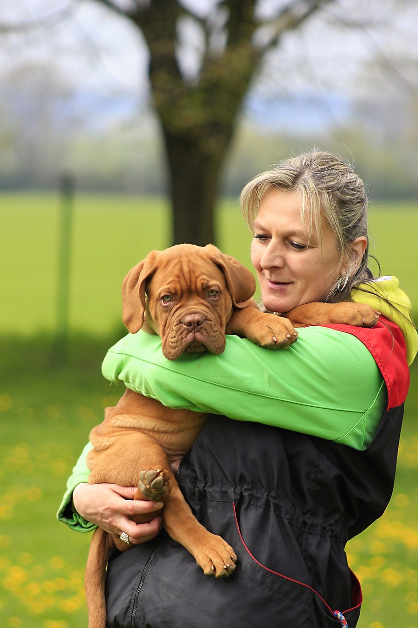 bordeaux dog dogue free photo