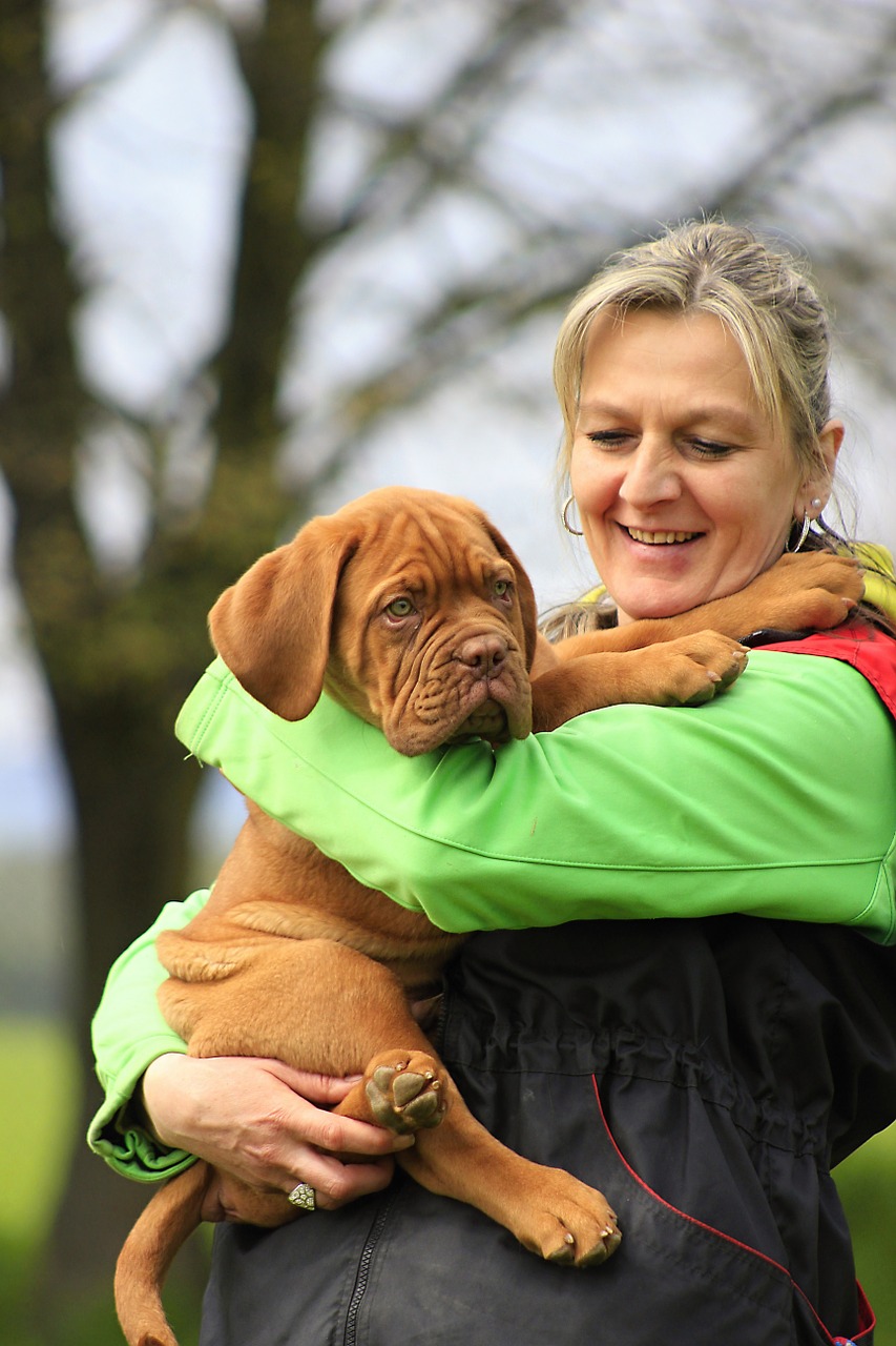 bordeaux dog dogue free photo